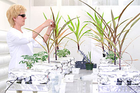 Untersuchung arsenbelasteter Pflanzen in der UFZ-Klimakammer