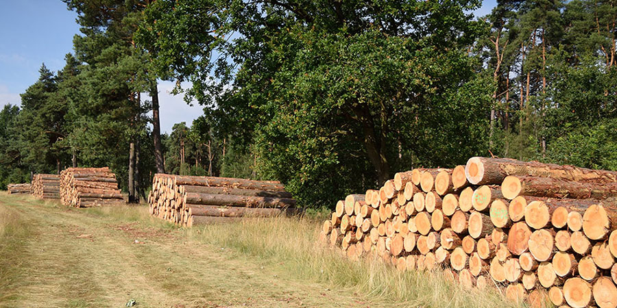 Wood utilization. Forestry in Germany Photo: J. Fick