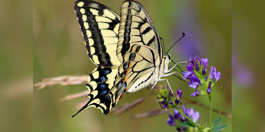 Biodiversität kann zu höherer Produktivität der Ökosysteme führen. Schwalbenschwanz (<i>Papilio machaon</i>) Foto: S. Weking