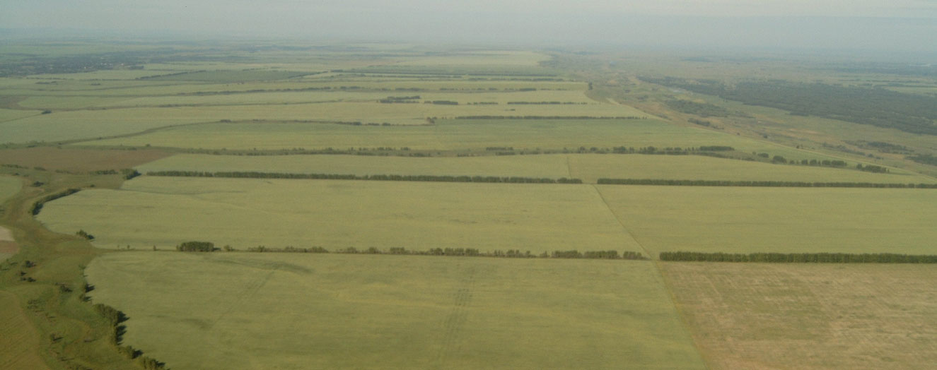 Aufnahme aus Flugzeug zeigt die Ackerflächen und Windschutzstreifen. Westlich von Barnaul Foto: M. Frühauf