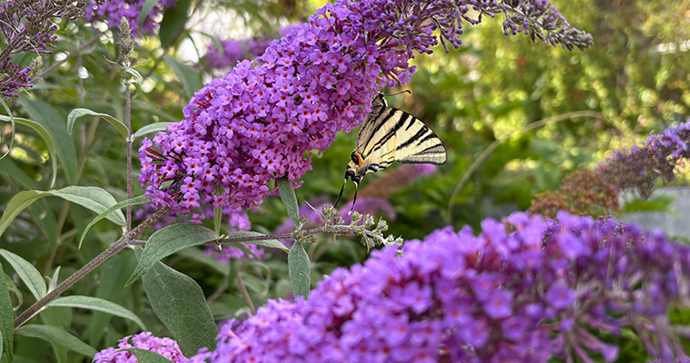 Scarce swallowtail (Iphiclides podalirius) ©Reinart Feldmann / UFZ