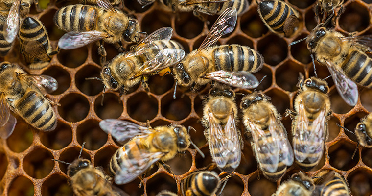 honeybees (Apis mellifera) ©André Künzelmann / UFZ