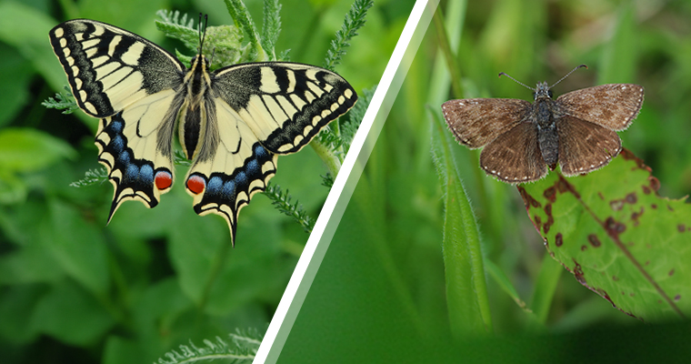 Yellow Swallowtail and Dingy Skipper ©Erc Dallmeyer