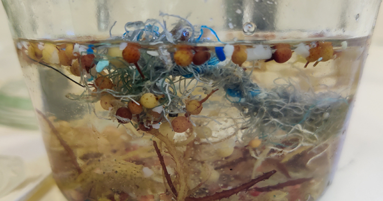 Microplastics @ Erik Borchert