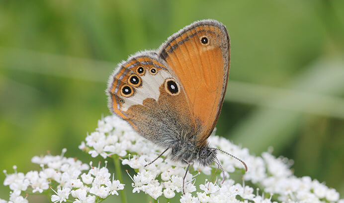 Weißbindiges Wiesenvögelchen (Coenonympha arcania), Foto: Hannelore Buchheit