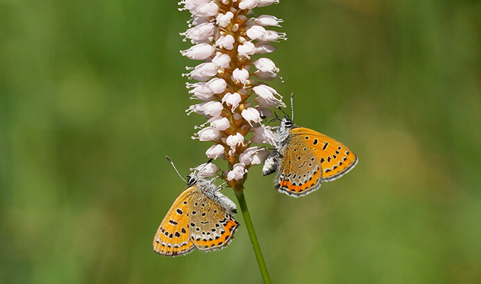 Tagfalter-Atlas Deutschland (TAD); Foto: Ulrike Schäfer