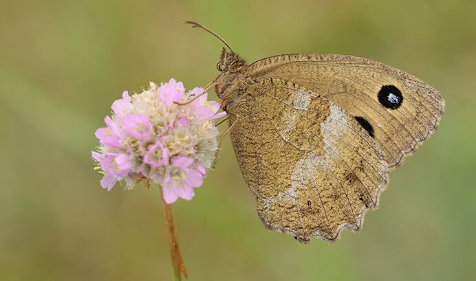 Blaukernauge (Minois dryas), Foto: Erk Dallmeyer