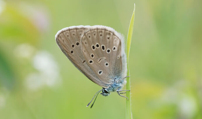 Kreuzenzian-Ameisenbläuling (Phengaris rebeli), Foto: Erk Dallmeyer