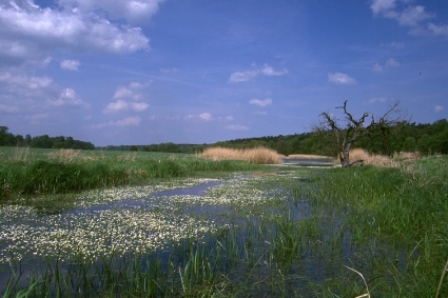 Flutrinne (Foto F. Dziock)