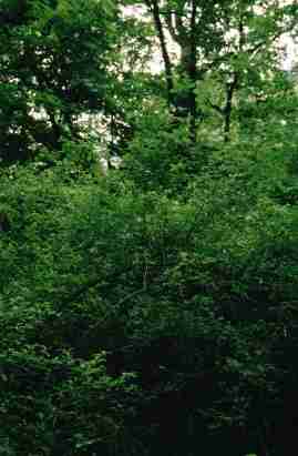 Auenwald Mittlere Elbe Auenwald Mittlere Elbe