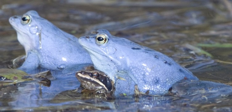 Moorfrosch (Rana arvalis)