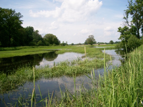 flooded floodplain of the Mittle Elbe in Saxony-Anhalt, 2010