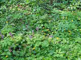 Auenwald - Frühjahrsgeophyten Auenwald - Frühjahrsgeophyten