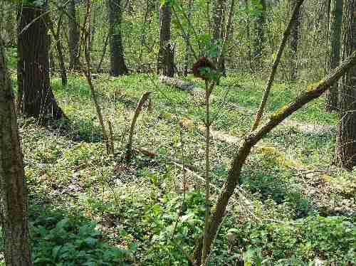 Leipziger Auenwald Leipziger Auenwald