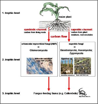 Carbon flow