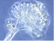 Aspergillus versicolor Aspergillus versicolor