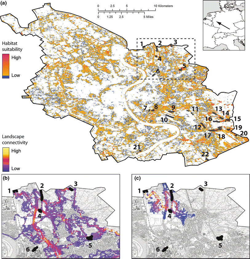 Potential distribution and connectivity of the sand lizard (Lacerta agilis) in the city of Cologne.
