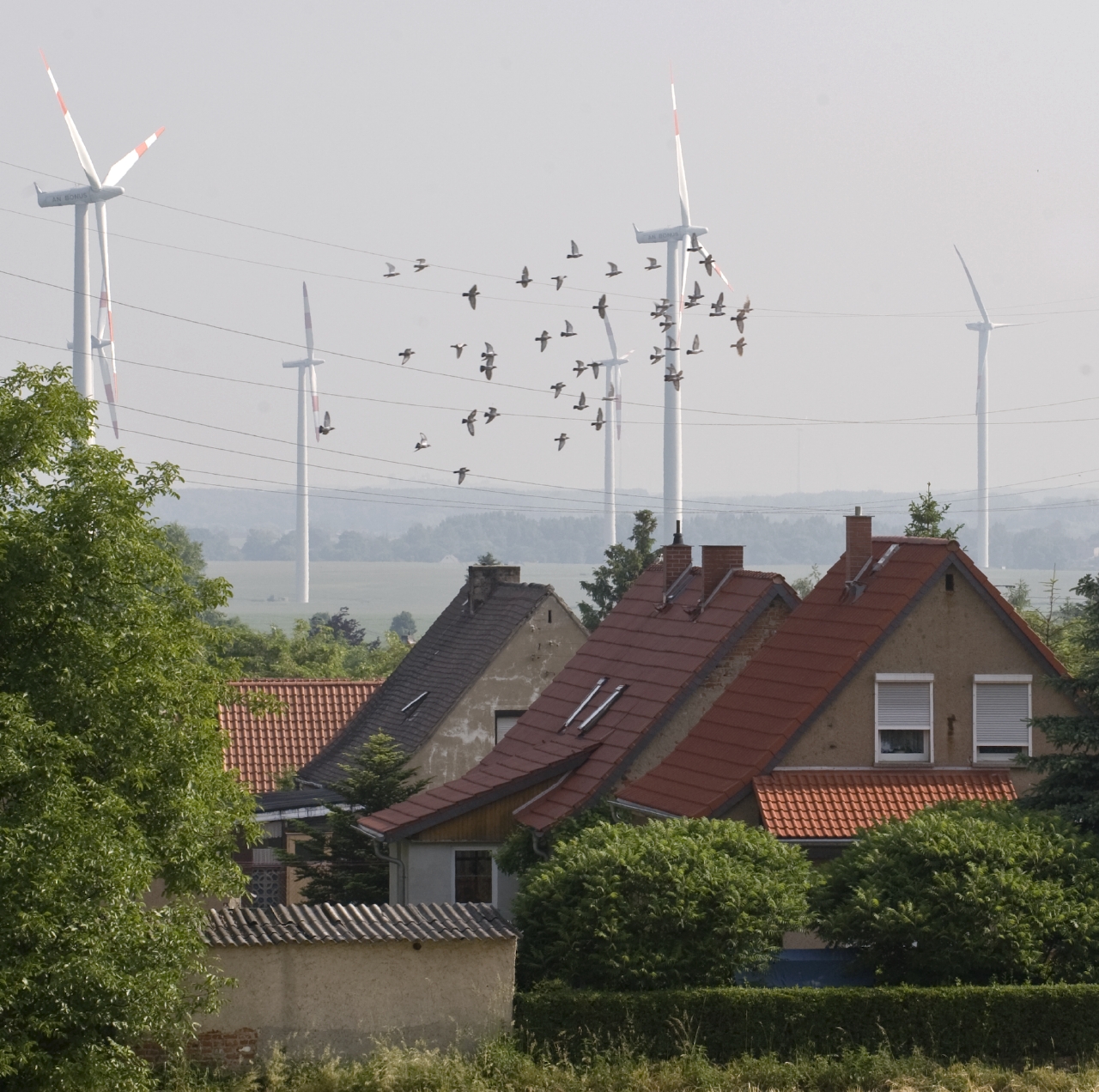 windenergie und Vogelschlag; Copyright Andre Künzelmann