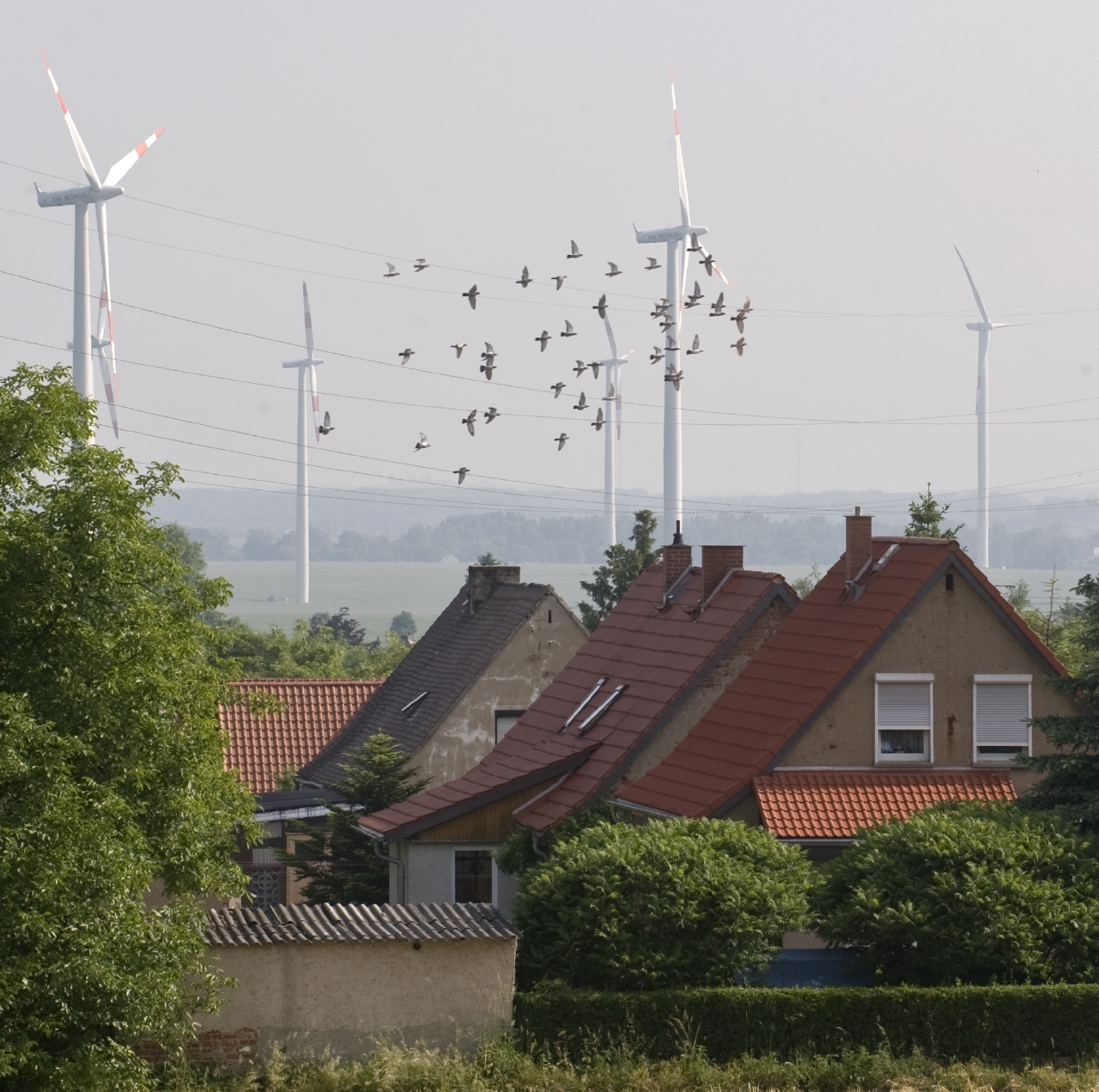 windenergie und Vogelschlag; Copyright Andre Künzelmann windenergie und Vogelschlag; Copyright Andre Künzelmann