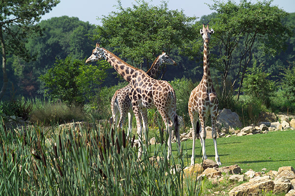 Giraffen im Leipziger Zoo