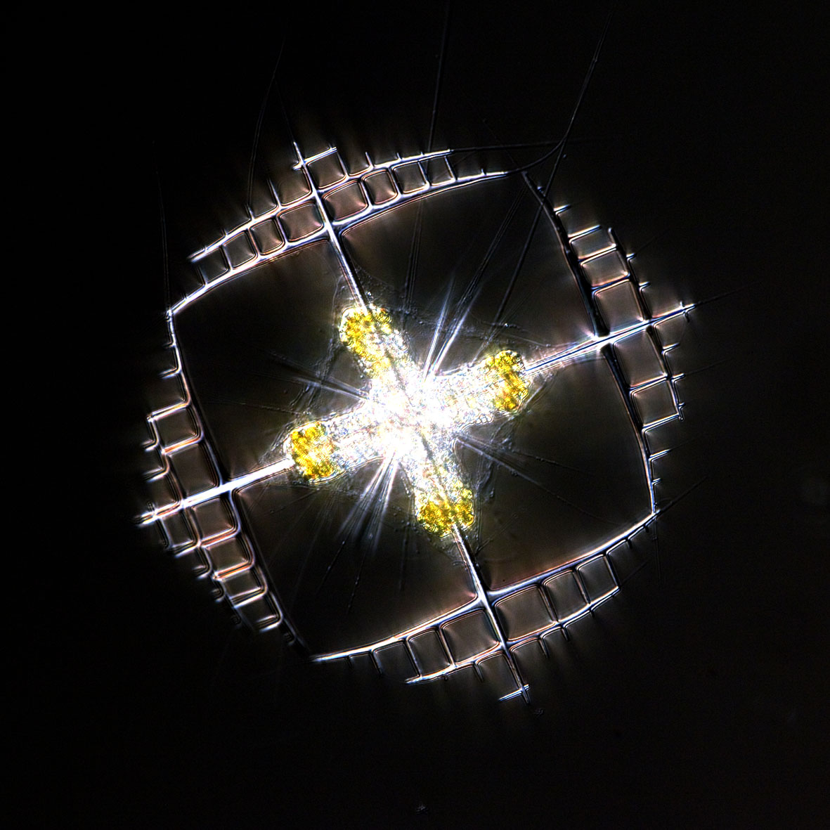 Symbiosis in the plankton between heterotrophic hosts and intracellular algae.