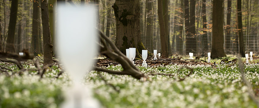 TERENO-PROJEKT, Untersuchungsstandort Hohes Holz. Foto: André Künzelmann/UFZ