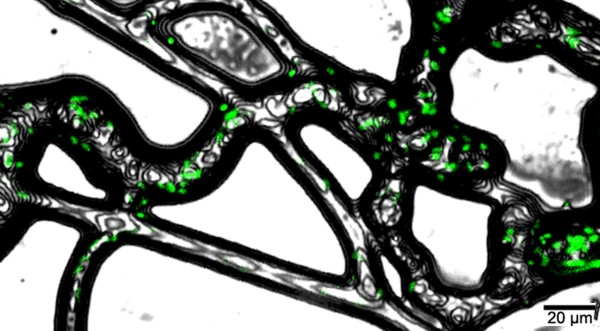 'Fungal highway' - Hyphae act as transport vectors for otherwise immobilised bacteria (in green) and increase their access to hydrophobic contaminants (CLSM-micrograph:© K. Pätzold / T. Neu / UFZ)