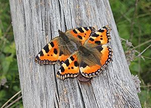 Aglais urticae. Foto: Elisabeth Kühn/UFZ