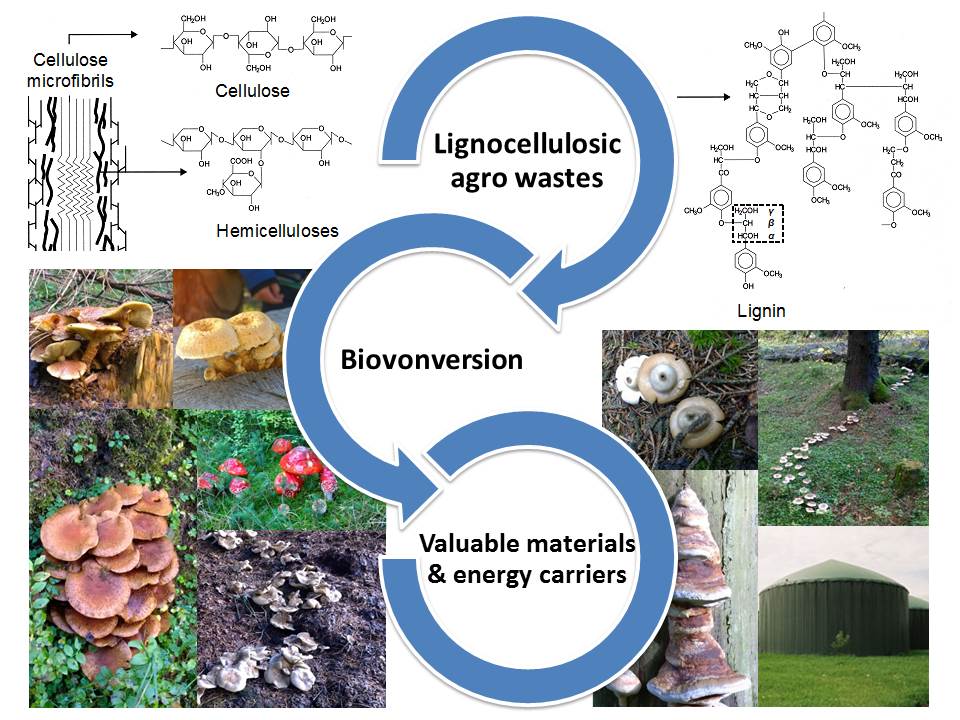 Biokonversion von Lignocellulose-haltigen Reststoffen