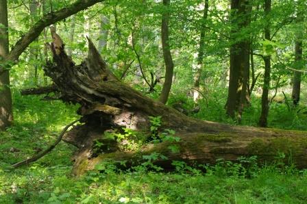 Hartholzauenwald Mittelelbe Saalberghau 2017,Foto: Mathias Scholz