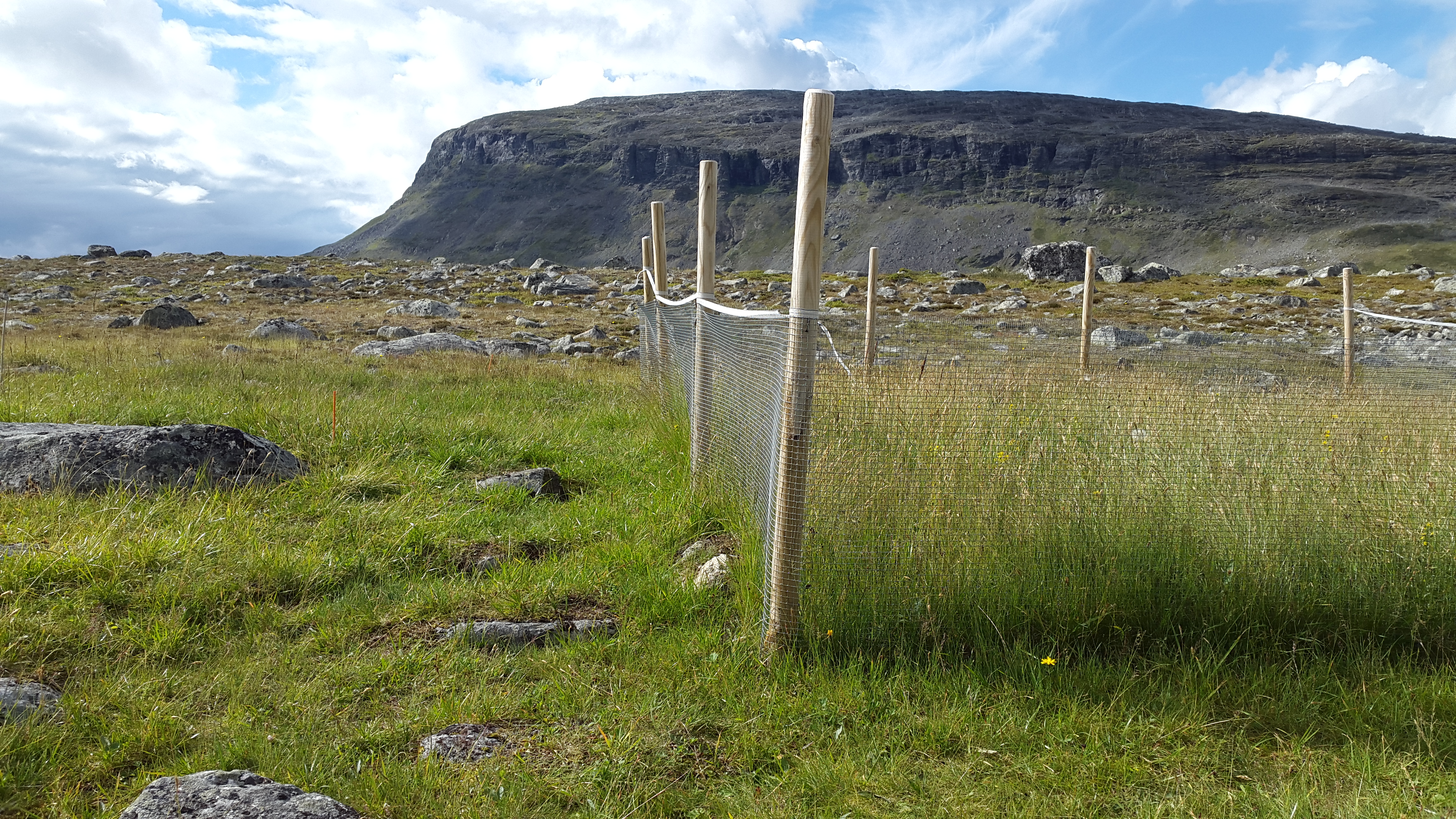 Grazer exclosures at Nutrient Network site in Kilpisjärvi, Finland