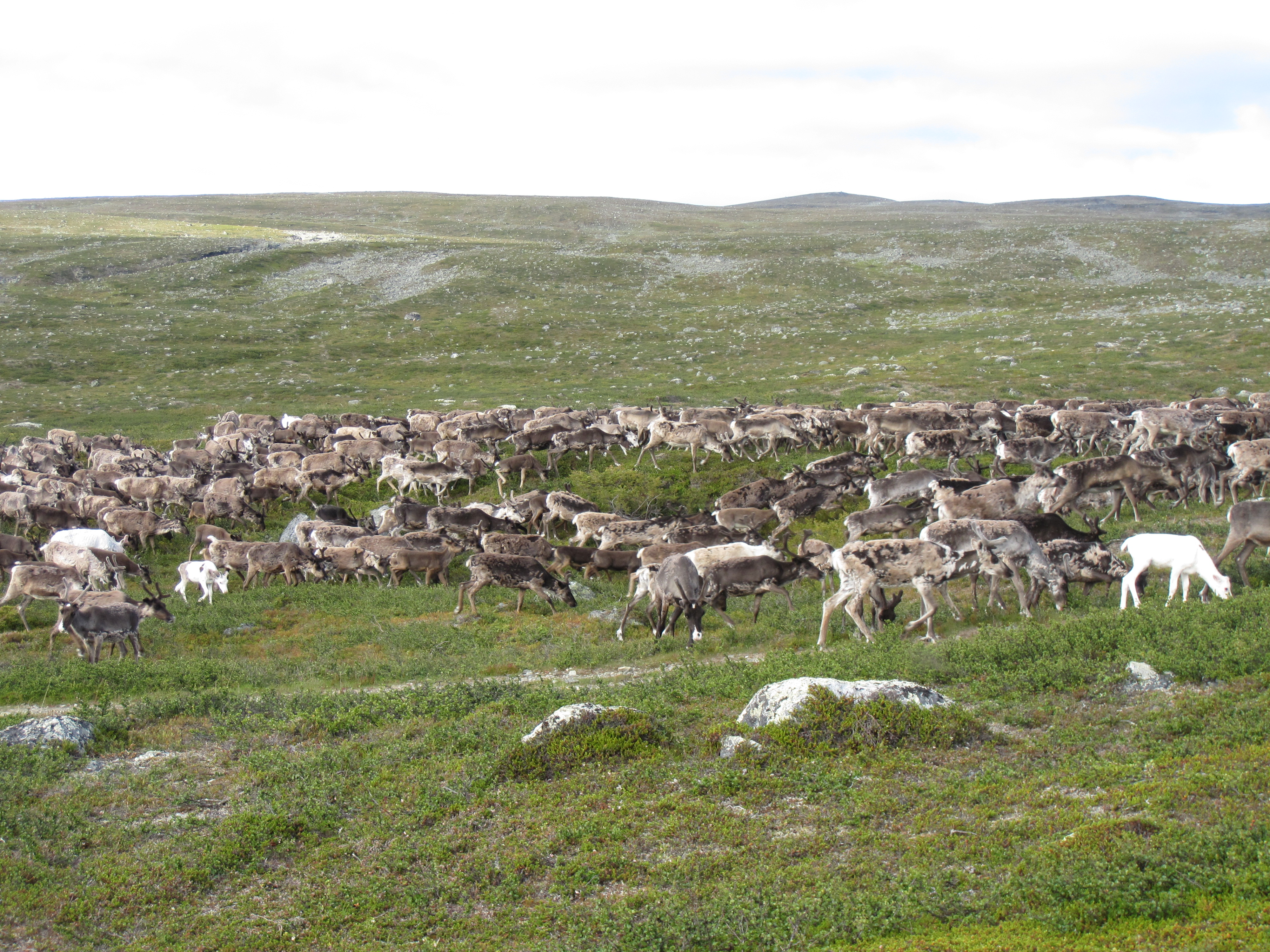 Reindeer herd