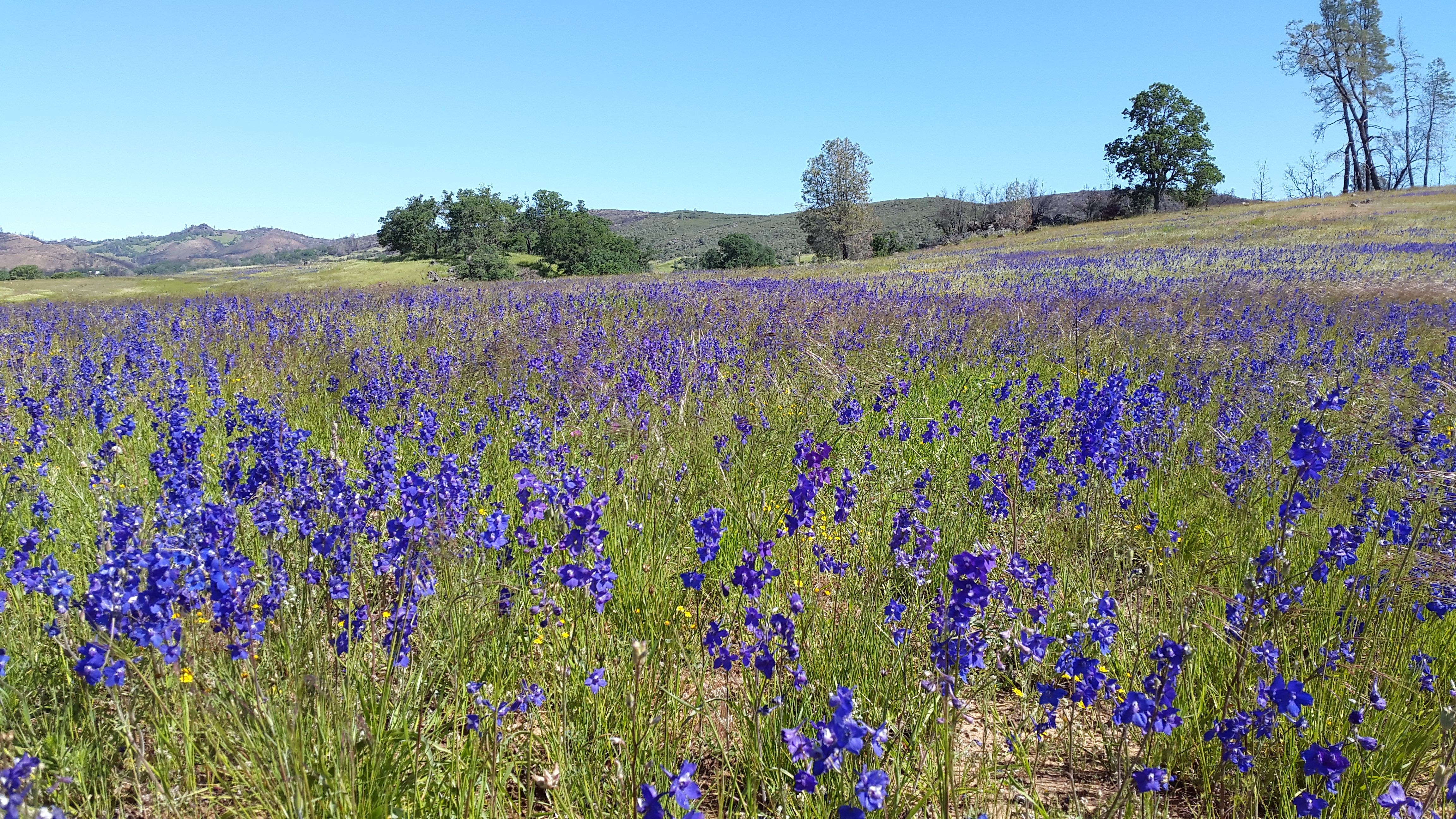 Californian grassland with blooming Delphinium variegatum