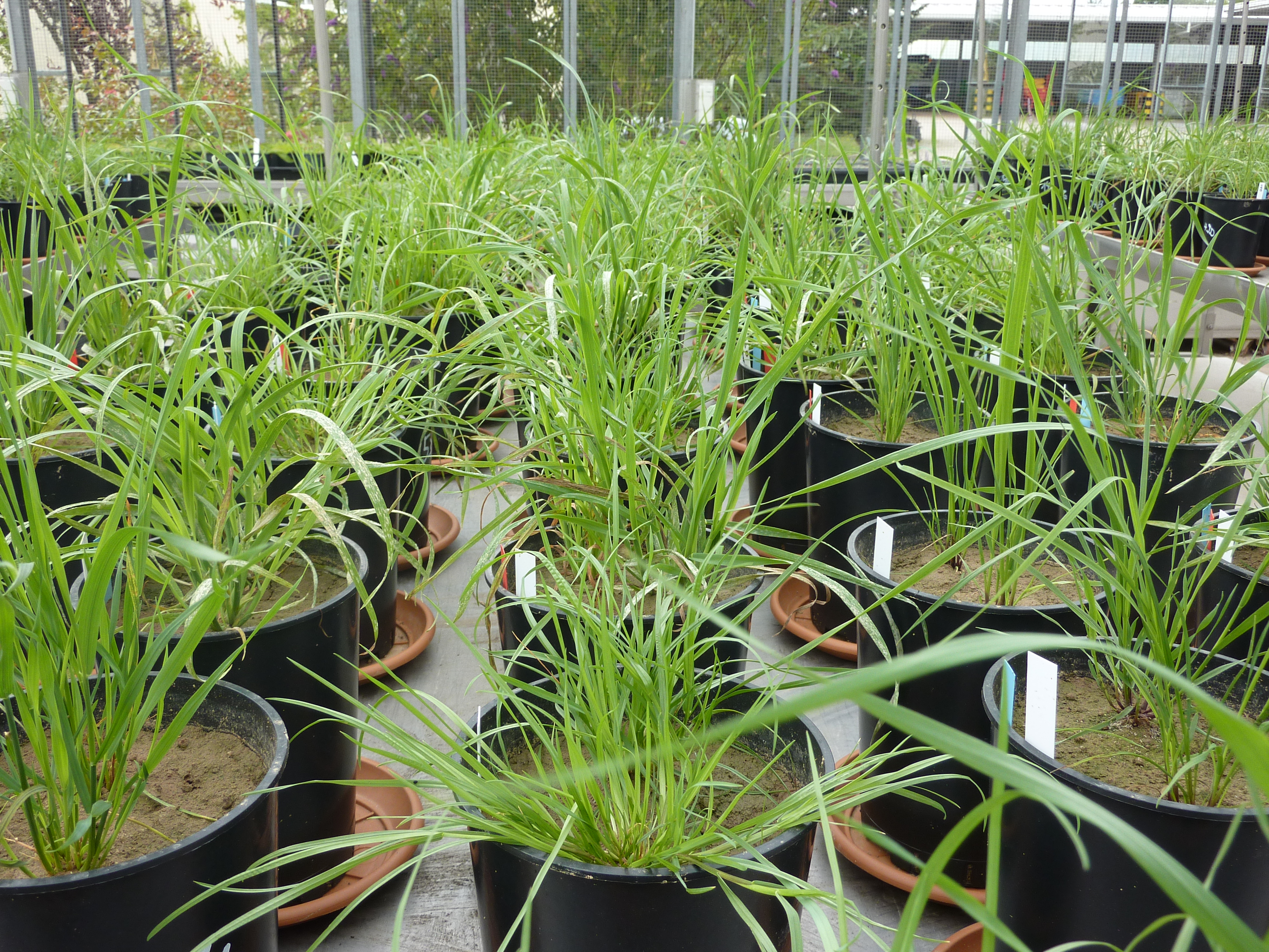 Greenhouse Experiment (Photo: Christiane Roscher)
