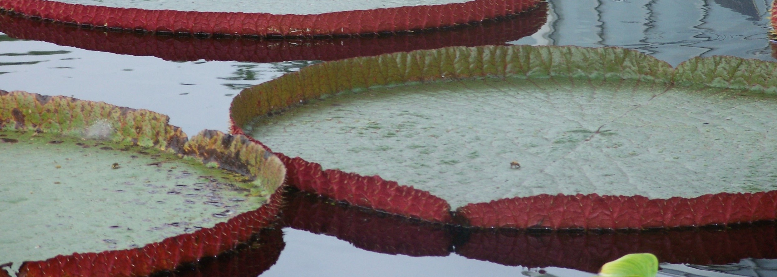 pond lily