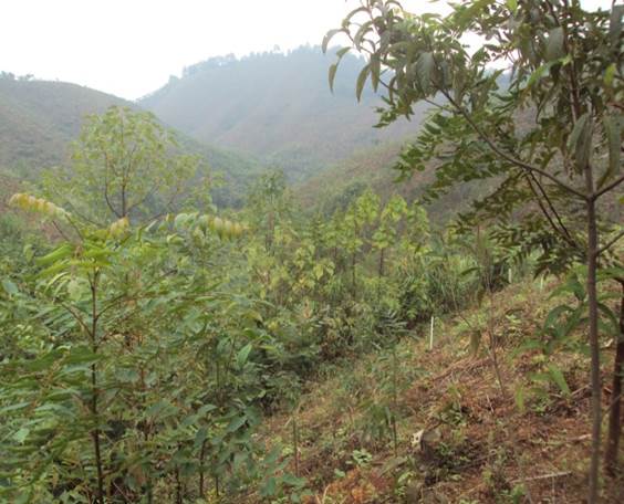 forest forest