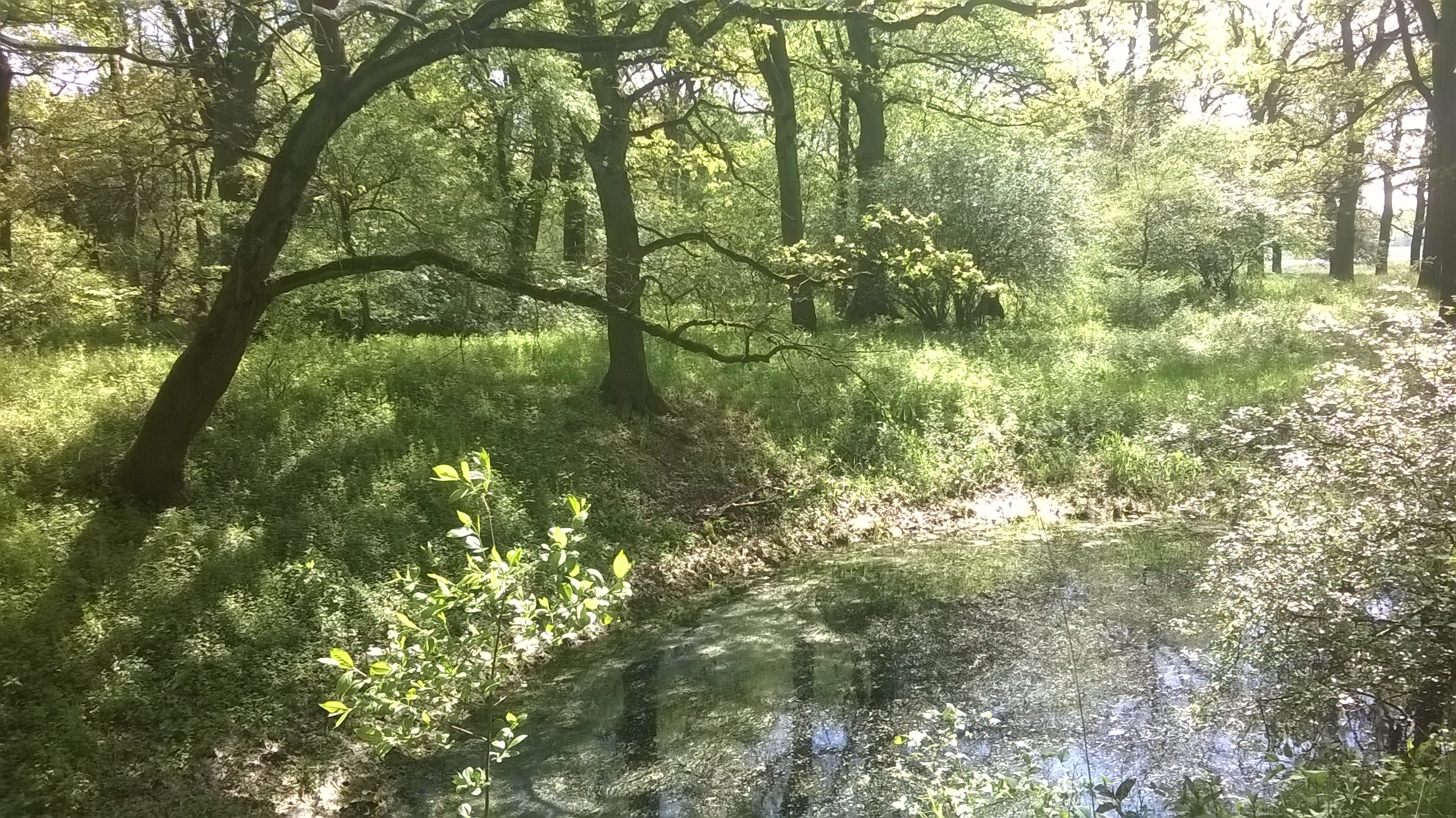 Hartholz-Auenwald bei Wittenberge/Elbe; Foto: M. Scholz, UFZ Hartholz-Auenwald bei Wittenberge/Elbe; Foto: M. Scholz, UFZ