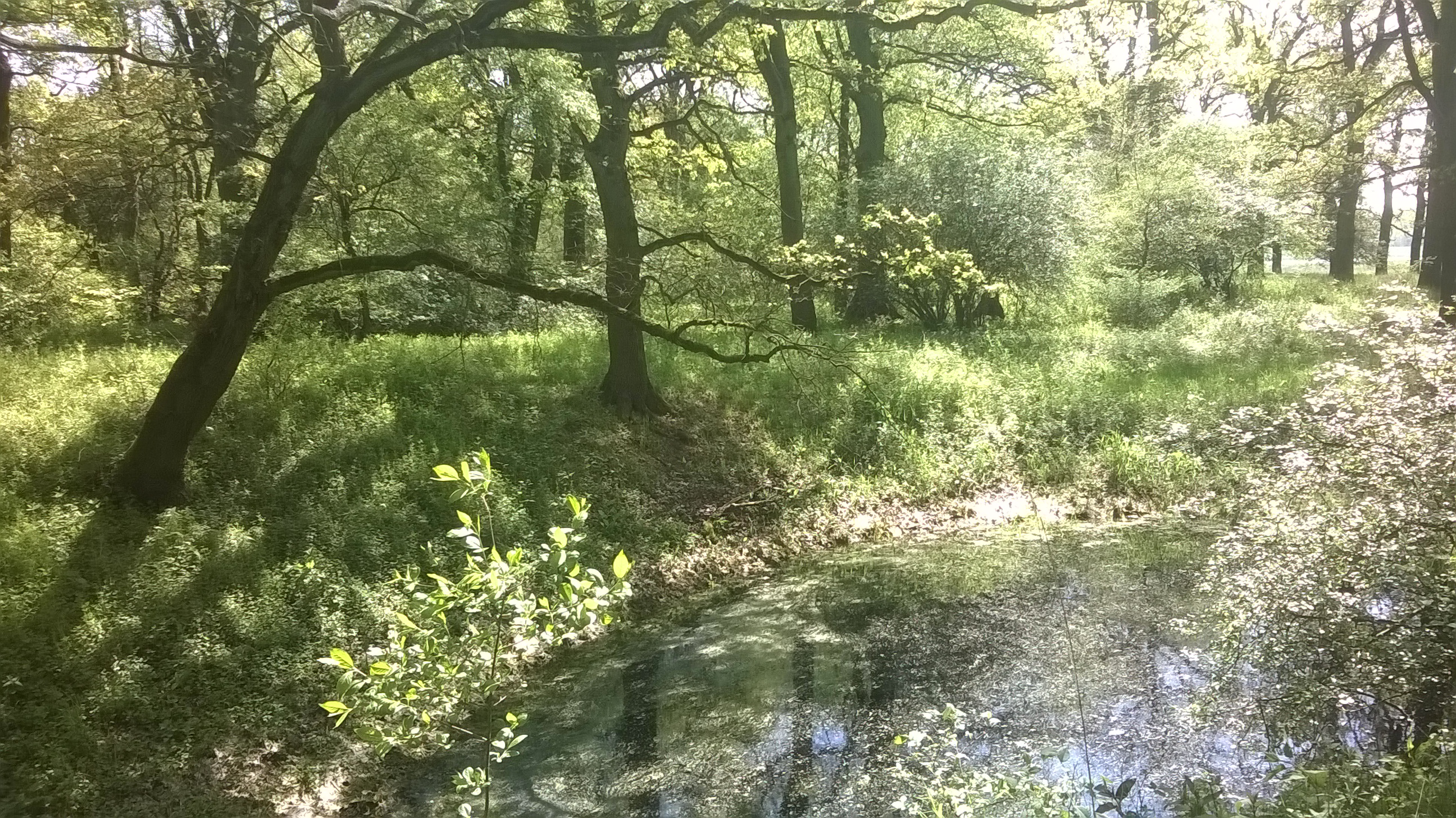 Hartholz-Auenwald bei Wittenberge/Elbe; Foto: M. Scholz, UFZ