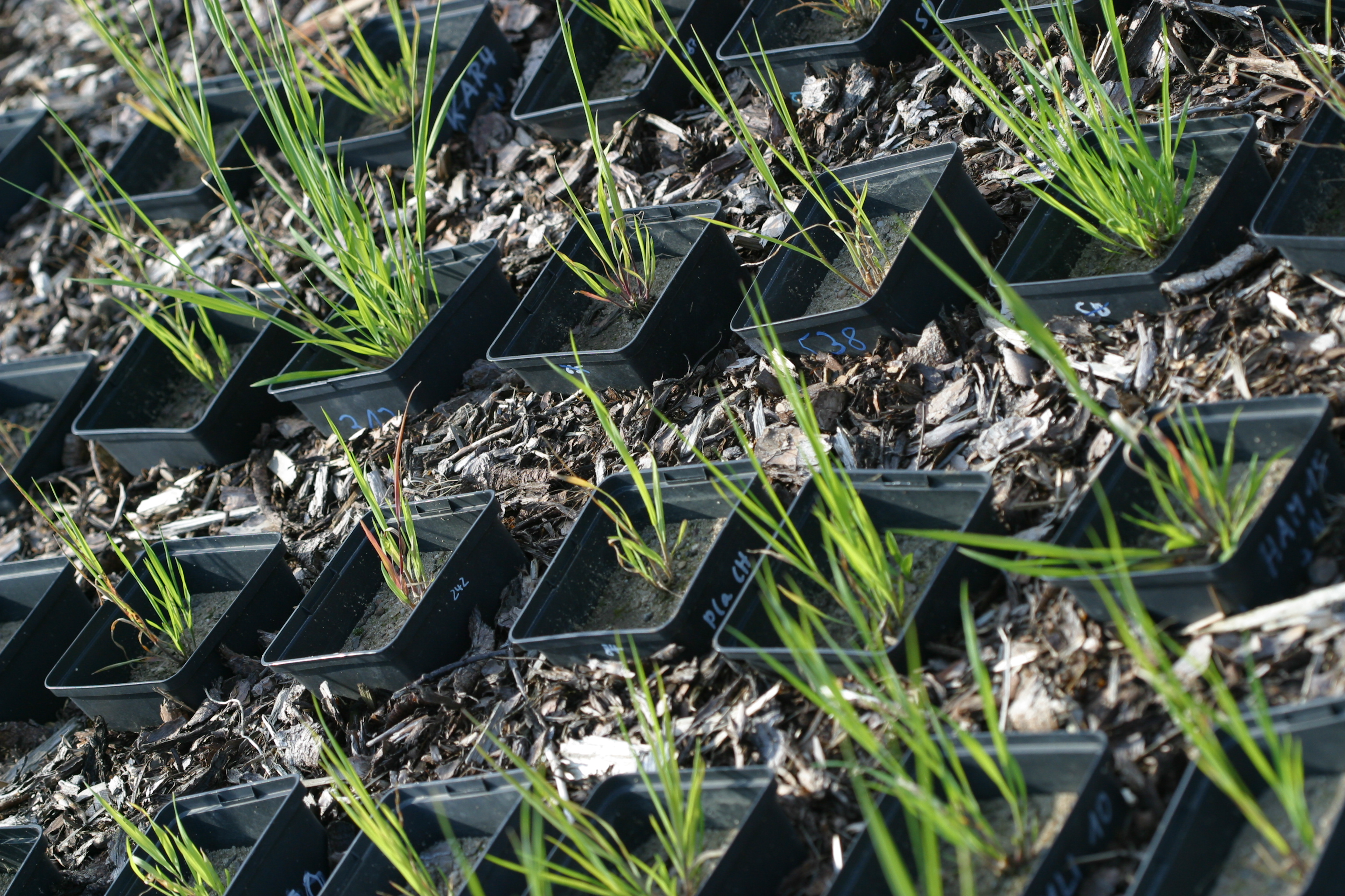 Plant Population Ecology Helmholtz Centre For Environmental Research