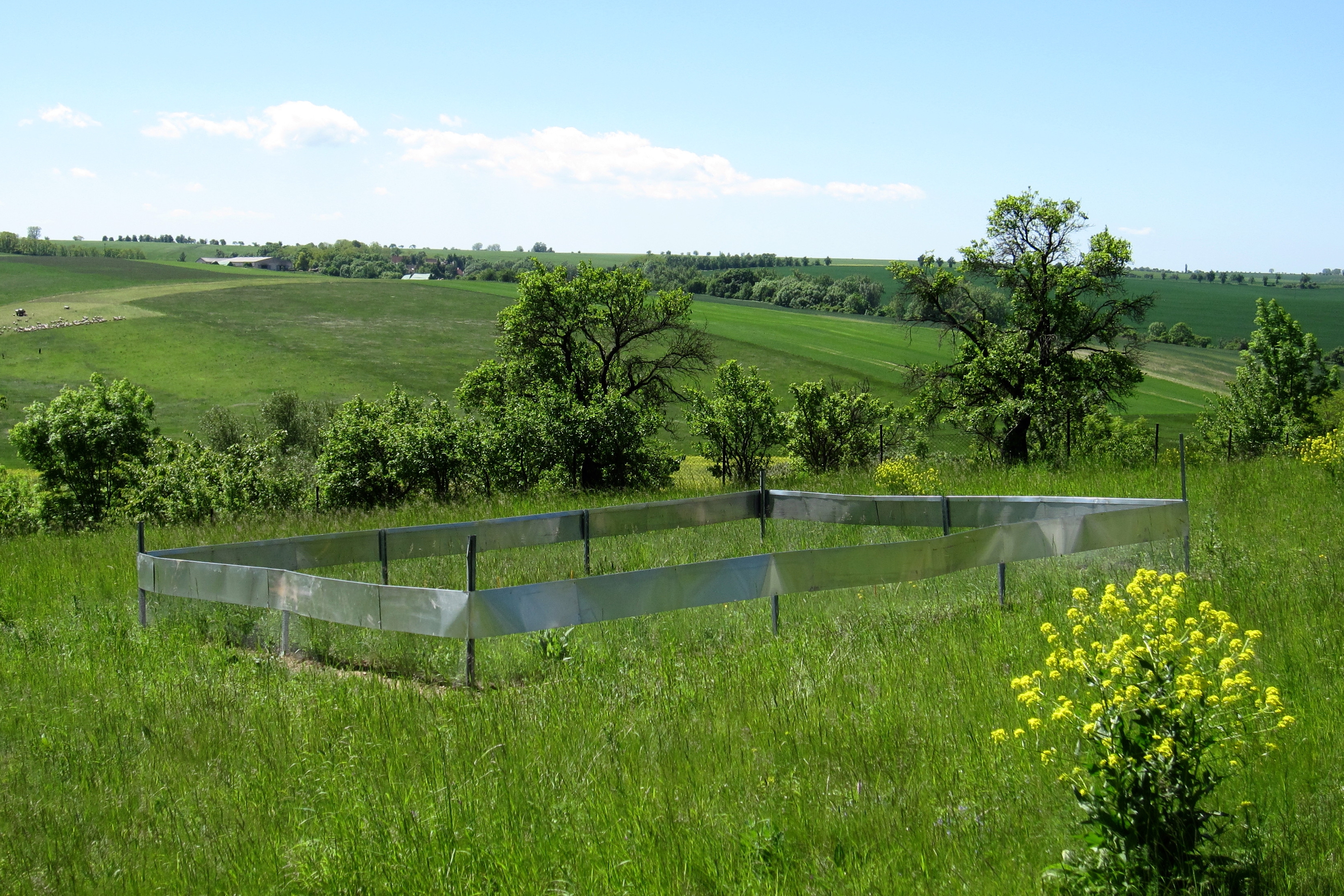 Rodent exclosure in species-rich grassland (Neehausen)