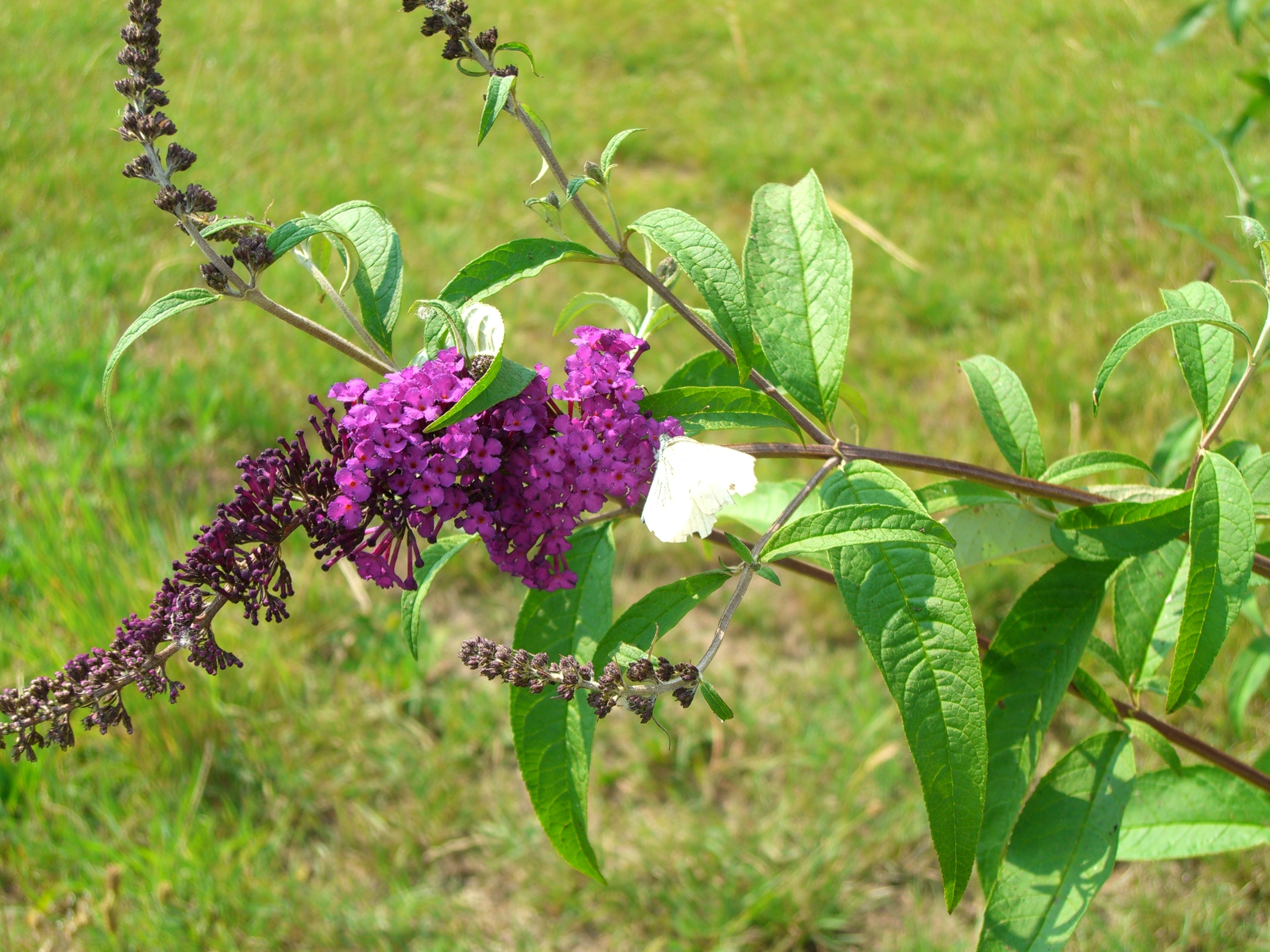 Buddleja davidii