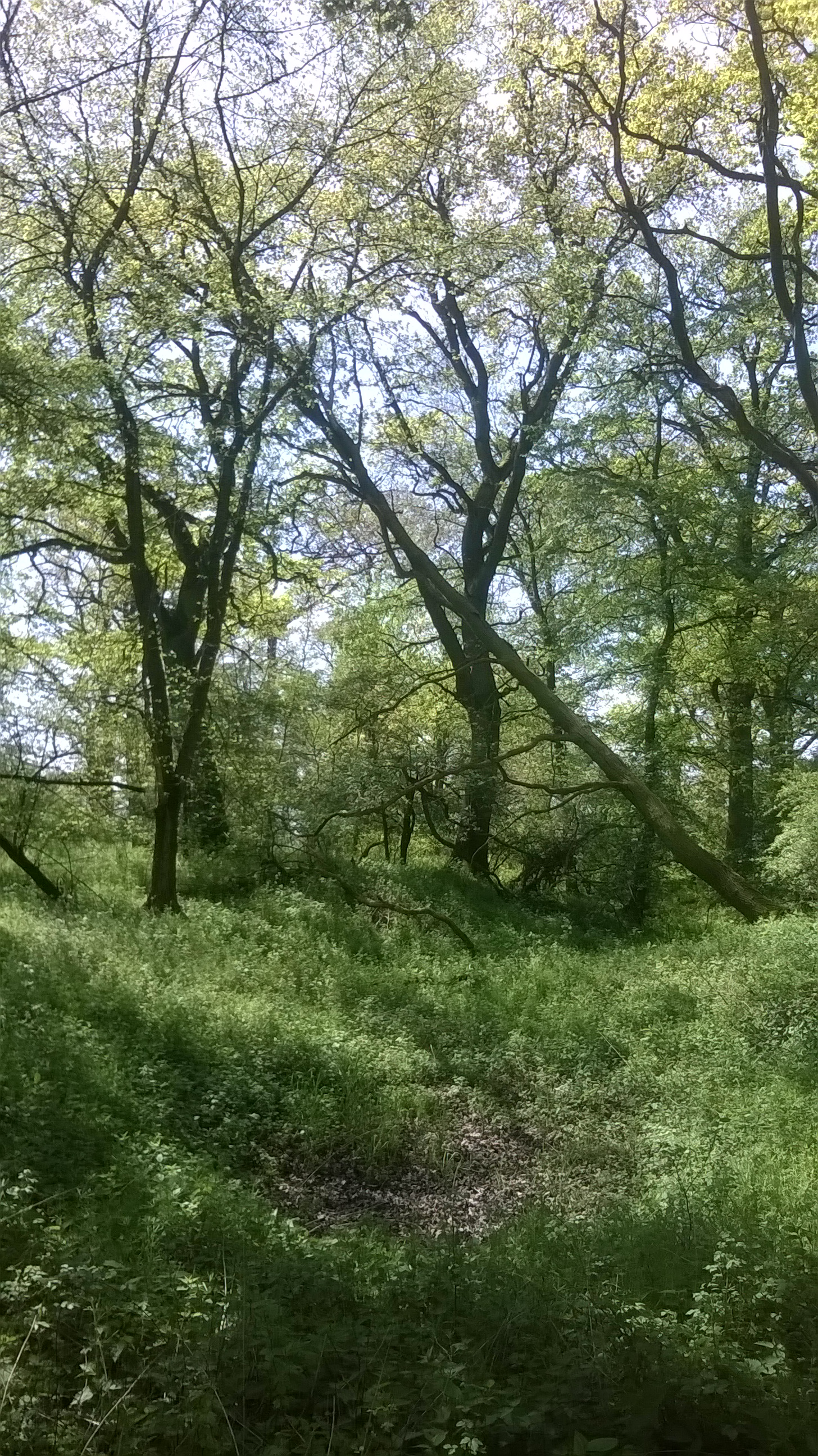 Floodplain forest near Wittenberge/Elbe; Photo: T. Hartmann, UFZ