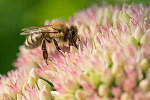 Biene auf Blüte. Foto: André Künzelmann/UFZ