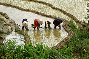 Reisanbau in Asien. Foto: PD Dr. Josef Settele/UFZ