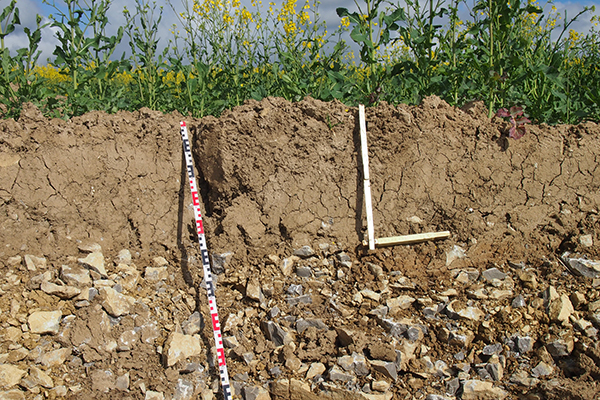 Die Braunerde ist zwar nicht der ertragreichste aber der häufigste Ackerboden in Deutschland. Das Foto zeigt eine Braunerde aus Kalksteinschutt.
Foto: C.Ahl/Uni Göttingen