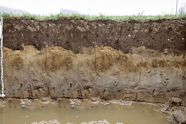 Grundwassernahe Standorte wurden in der Vergangenheit vielerorts mit hohem technischem Aufwand entwässert, um Ackerbau zu ermöglichen. Da im Zuge der Entwässerung große Mengen an im Boden gespeichertem CO2 freigesetzt werden, wird heute mehr und mehr auf eine Absenkung des Grundwasserspiegels verzichtet und die Nutzung von Gleyen auf Dauergrünland umgestellt. 
Foto: LBEG