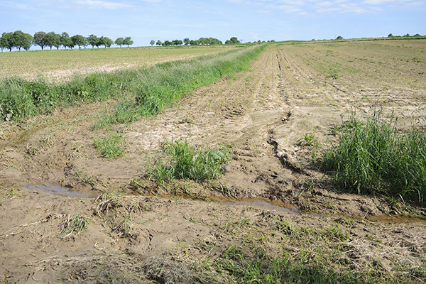 Eine weitere Gefahr für den Boden ist der Abtrag durch Wasser oder Wind. Bodenerosion ist oft eine Folge landwirtschaftlicher Nutzung. Besonders im Frühjahr und Herbst, wenn der Boden zeitweise nicht durch eine geschlossene Pflanzendecke geschützt ist, kann es durch Starkregen zu erheblichen Erosionsschäden kommen.
Foto: Susanne Döhler