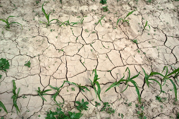 Eine Folge der Bodenerosion ist die Verschlämmung der Bodenoberfläche. Bei trockener Witterung entstehen harte Krusten, die die Infiltration von Niederschlagswasser hemmen und das Pflanzenwachstum behindern.
Foto: Susanne Döhler