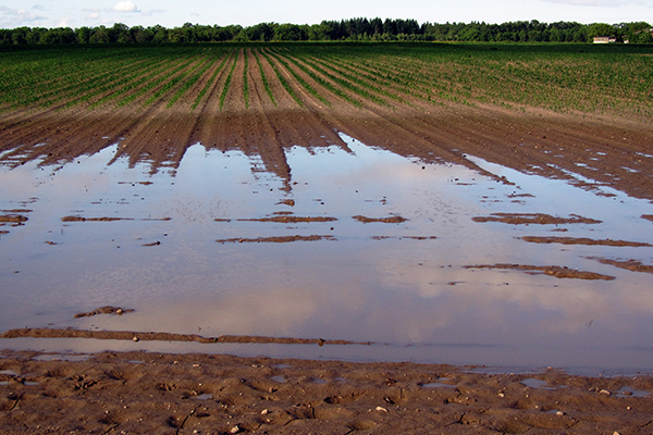 Verdichtete und versiegelte Böden können weniger bzw. kein Niederschlagswasser aufnehmen. Die Verringerung der Infiltrationskapazität und des Wasserspeichervermögens der Böden erhöht das Risiko für Überschwemmungen und Hochwässer.
Foto: Pixabay