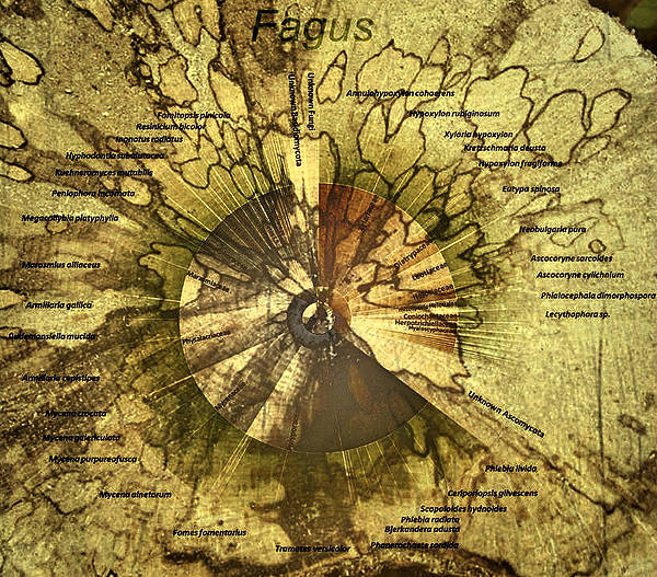 Fungal species from deadwood of Fagus sylvatica